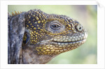 Close-up of Land Iguana by Anonymous