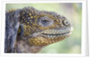 Close-up of Land Iguana by Anonymous