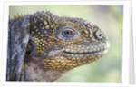 Close-up of Land Iguana by Anonymous