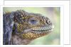 Close-up of Land Iguana by Anonymous