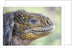 Close-up of Land Iguana by Anonymous