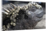 Close-up of Red Marine Iguana by Anonymous