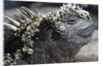 Close-up of Red Marine Iguana by Anonymous
