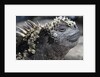 Close-up of Red Marine Iguana by Anonymous