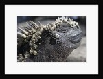 Close-up of Red Marine Iguana by Anonymous