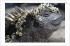 Close-up of Red Marine Iguana by Anonymous