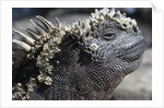 Close-up of Red Marine Iguana by Anonymous