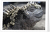 Close-up of Red Marine Iguana by Anonymous