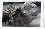 Close-up of Red Marine Iguana by Anonymous