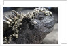 Close-up of Red Marine Iguana by Anonymous