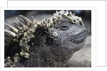 Close-up of Red Marine Iguana by Anonymous