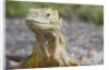 Close-up of Land Iguana by Anonymous
