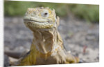 Close-up of Land Iguana by Anonymous
