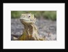 Close-up of Land Iguana by Anonymous