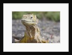 Close-up of Land Iguana by Anonymous