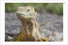 Close-up of Land Iguana by Anonymous