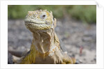 Close-up of Land Iguana by Anonymous