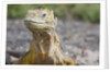 Close-up of Land Iguana by Anonymous