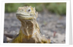 Close-up of Land Iguana by Anonymous