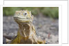Close-up of Land Iguana by Anonymous