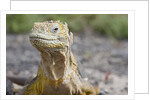Close-up of Land Iguana by Anonymous