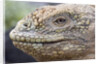 Close-up of Land Iguana by Anonymous