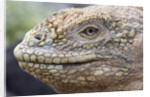 Close-up of Land Iguana by Anonymous