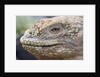 Close-up of Land Iguana by Anonymous