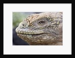 Close-up of Land Iguana by Anonymous