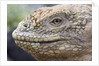 Close-up of Land Iguana by Anonymous