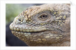 Close-up of Land Iguana by Anonymous