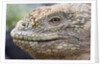 Close-up of Land Iguana by Anonymous
