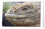 Close-up of Land Iguana by Anonymous