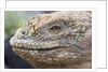 Close-up of Land Iguana by Anonymous