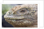 Close-up of Land Iguana by Anonymous