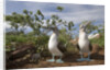 Pair of Blue-Footed Boobies by Anonymous