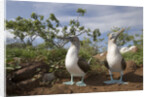 Pair of Blue-Footed Boobies by Anonymous
