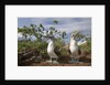 Pair of Blue-Footed Boobies by Anonymous