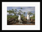 Pair of Blue-Footed Boobies by Anonymous