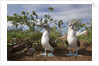 Pair of Blue-Footed Boobies by Anonymous
