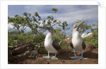 Pair of Blue-Footed Boobies by Anonymous