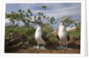 Pair of Blue-Footed Boobies by Anonymous