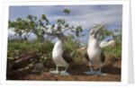 Pair of Blue-Footed Boobies by Anonymous