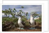 Pair of Blue-Footed Boobies by Anonymous