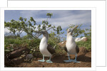 Pair of Blue-Footed Boobies by Anonymous