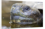 Close-up of Giant Tortoise Head by Anonymous