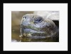 Close-up of Giant Tortoise Head by Anonymous