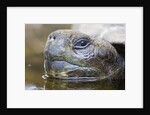 Close-up of Giant Tortoise Head by Anonymous