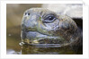 Close-up of Giant Tortoise Head by Anonymous