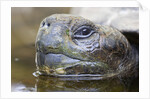 Close-up of Giant Tortoise Head by Anonymous